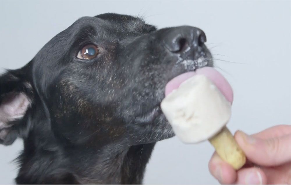 This Layered Ice Lick Is Like a Rocket Pop for Your Dog [Recipe]