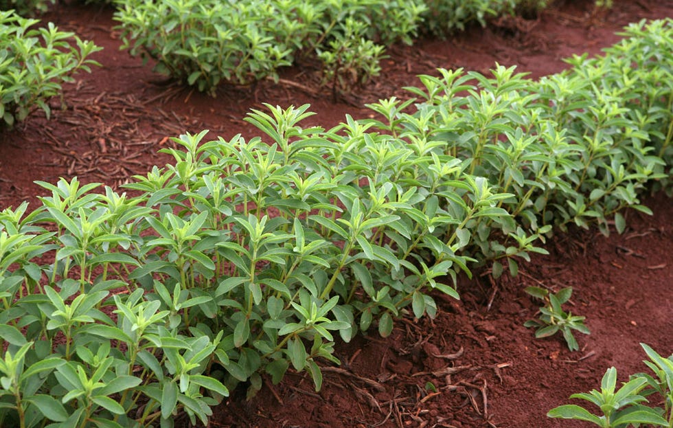 growing stevia plants