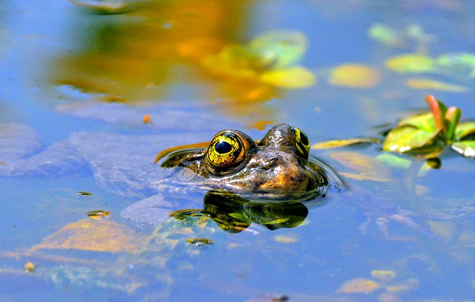 swimming toad