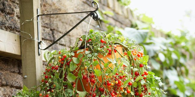 cherry tomatoes in a hanging basket