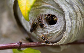 wasp nest