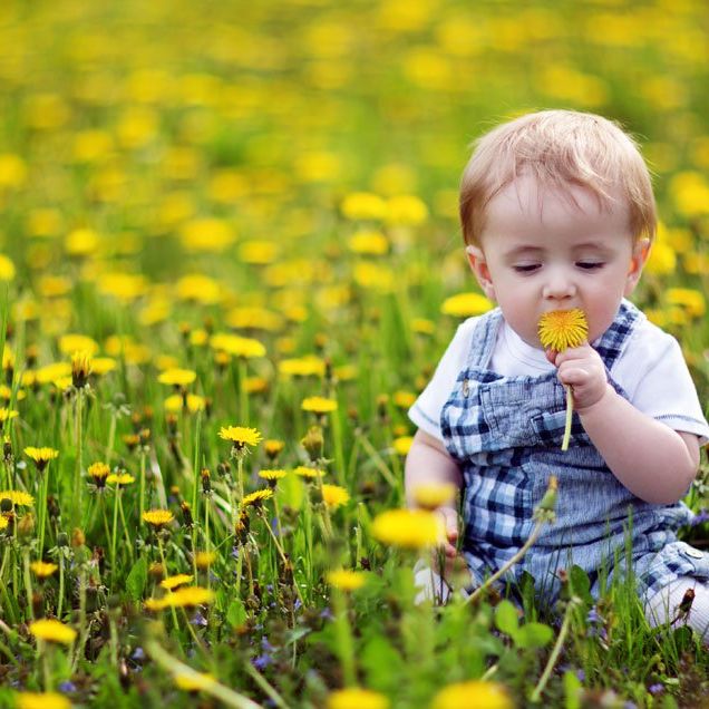 baby eating dandelions