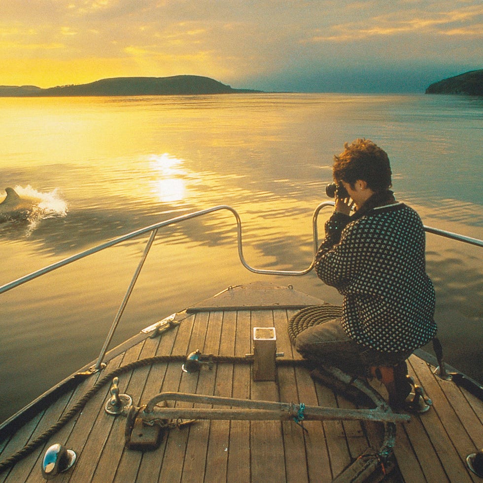 a woman photographs a dolphin on boat trip, the moray firth,