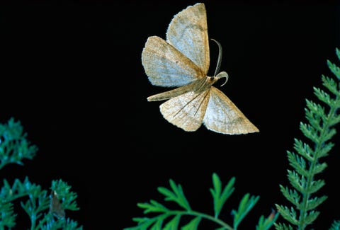 Een Macaria occiduuaria vliegt in Mount Hood National Forest in Oregon Het middendeel van het lichaam van deze rups heeft geen poten Hierdoor wordt het lichaam bij het voortbewegen in een boog omhoog gespannen