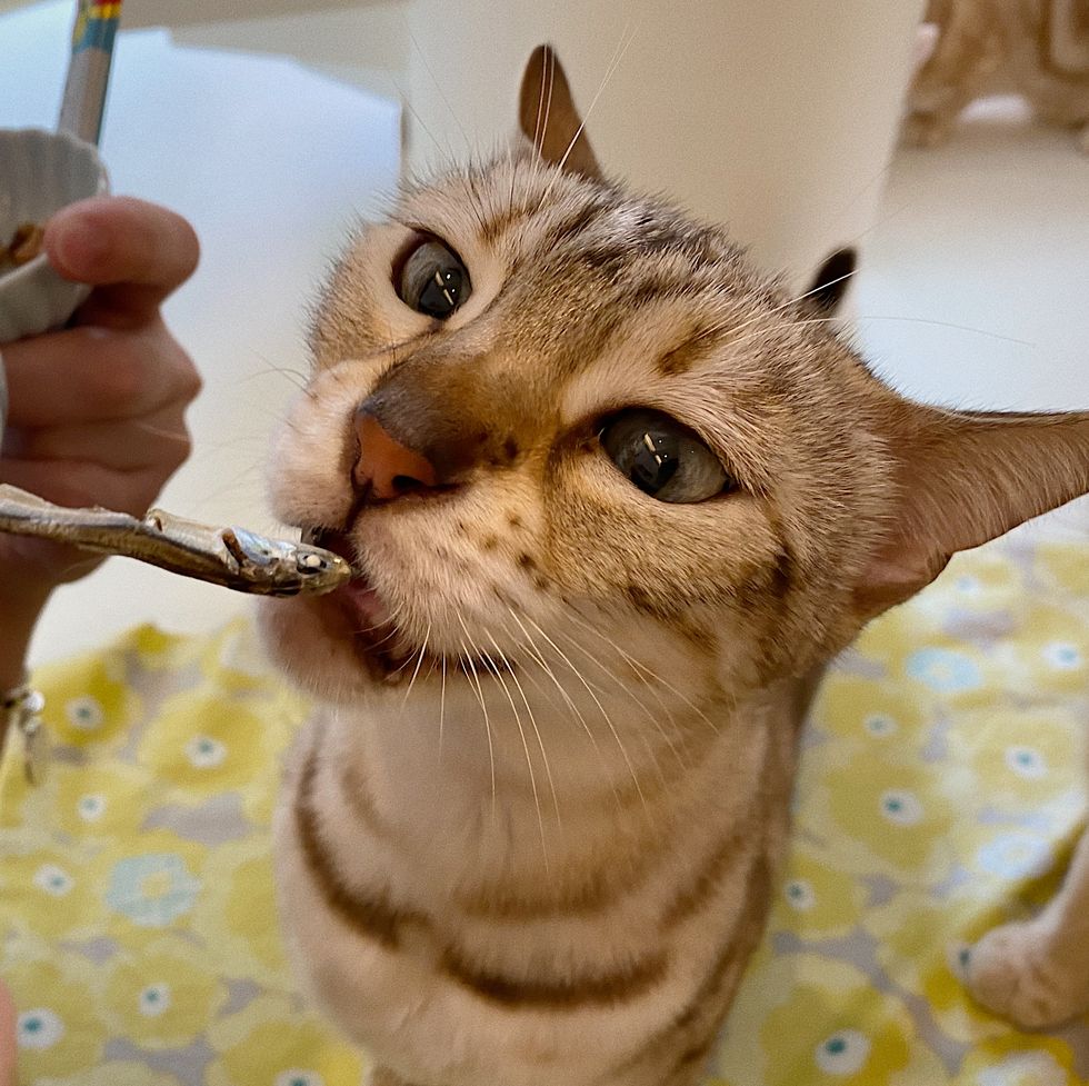 宜蘭羅東貓的生活提案