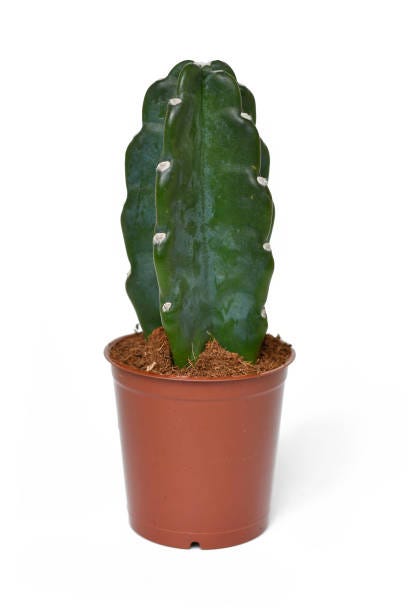 potted cereus jamacaru spiralis cactus houseplant witon white background potted cereus jamacaru spiralis cactus houseplant witon white background