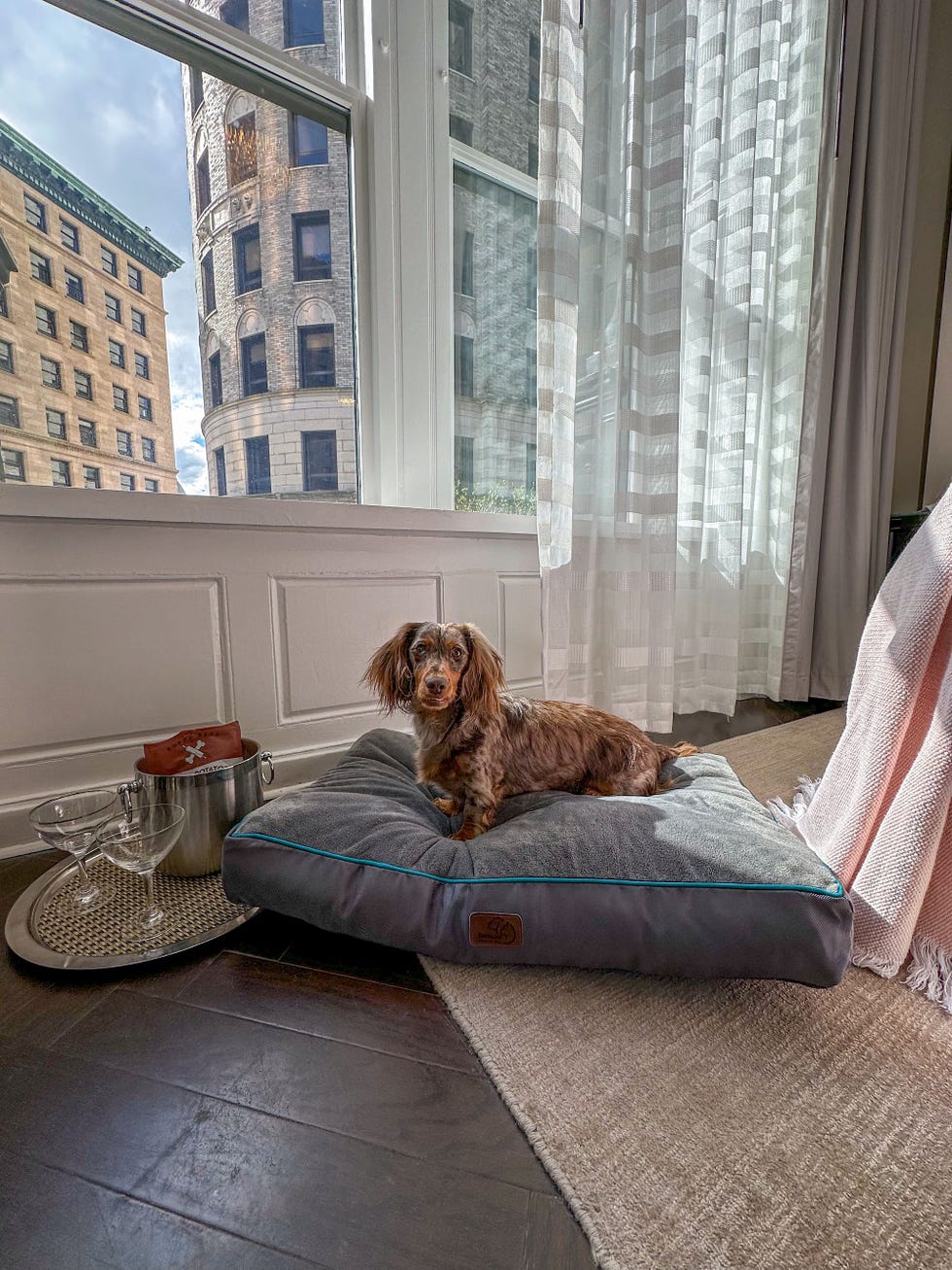 The Beatrice Providence Rhode Island Dog resting on a pet bed with a city view. The Beatrice Providence Rhode Island Dog resting on a pet bed with a city view.