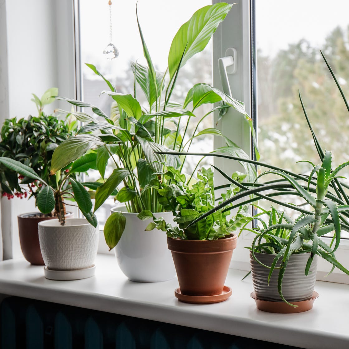 Lot of houseplants growing on window sill. From left: Ardisia crenata, Euphorbia leuconeura, Spathiphyllum, Asplenium nidus, Aloe vera, Dracaena angolensis. Lot of houseplants growing on window sill. From left: Ardisia crenata, Euphorbia leuconeura, Spathiphyllum, Asplenium nidus, Aloe vera, Dracaena angolensis.