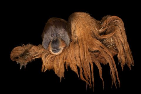 Het leven blijft verrukkelijk deze Sumatraanse orangoetan rust uit op een comfortabel plekje Rolling Hills Zoo Kansas VS