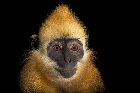 Geschat wordt dat er nog maar zon zeventig Cat Balangoeren op aarde rondlopenReddingscentrum bedreigde primaten Vietnam