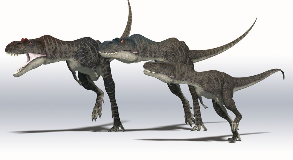 Een afbeelding van Albertosaurus een van de grote tyrannosaurussen die in de studie werden onderzocht