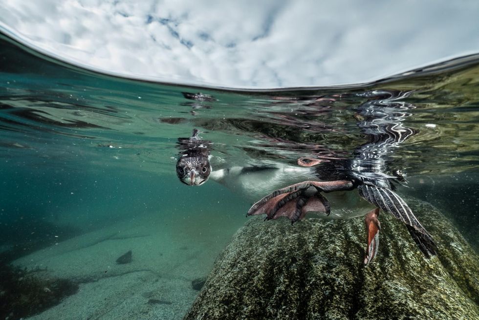 Een jonge blauwogige aalscholver maakt een van de eerste duiken in zijn leven Langs de kust van het Antlantisch Schiereiland nestelen en foerageren talloze zeevogels