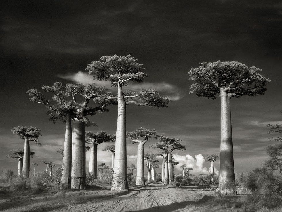 Laan van de baobabs Adansonie grandidieri in Morondava Madagaskar Deze baobabs kunnen een hoogte van 30 meter halen en zijn te vinden op het eiland Madagaskar waar ze renala heten Malagassisch voor moeder van het woud De bomen in deze groep zijn naar schatting 800 jaar oud Droevig genoeg zijn deze 20 baobabs alles wat er over is van wat ooit een dicht tropisch woud was Sinds 2007 heeft deze laan de beschermde status gekregen