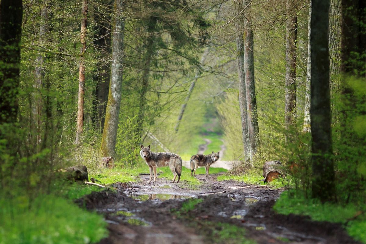 Wolven zijn een van de dieren die dit Poolse nationale park bevolken
