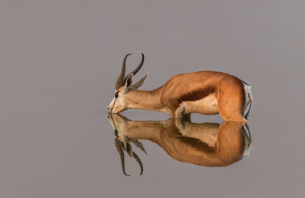 Publiekswinnaar categorie Dier  Dorstige impala