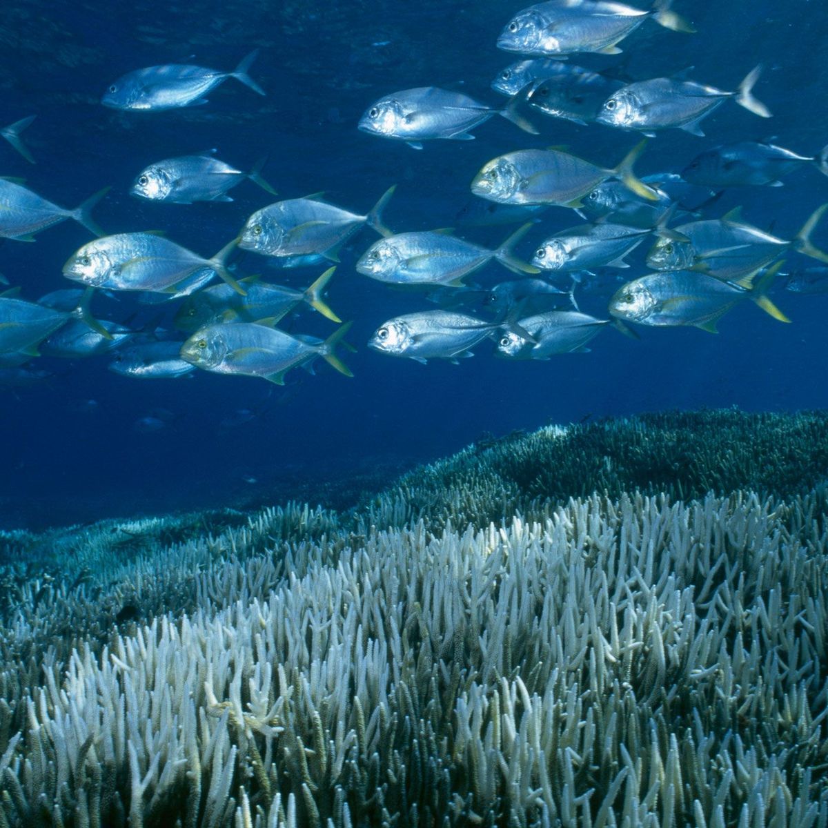 Tweederde van Great Barrier Reef verbleekt door opwarming van de aarde