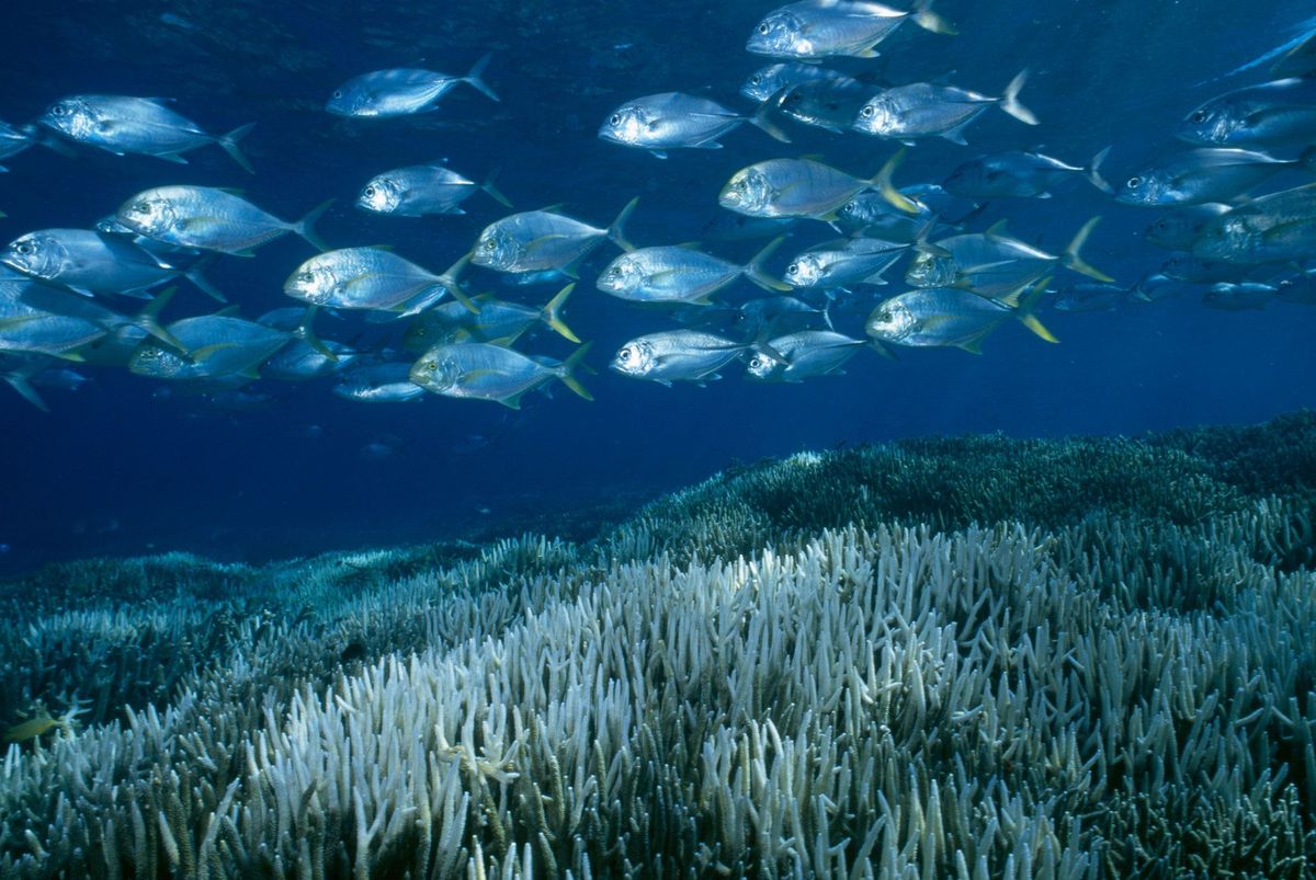 Verbleekt koraal Koraalpoliepen die in het Australische Great Barrier Reef leven verdreven de algen zodat het koraal wit wordt Sommige gebieden zoals dit gebied bij Heron Island recupereerden Bijna dertig meter aan poliepen stierven hier uit