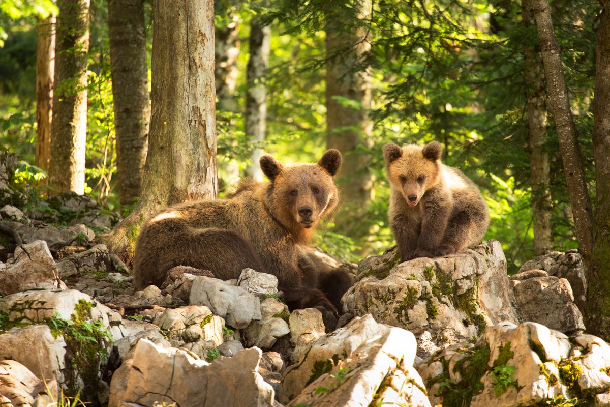 In het zuidwesten van Sloveni leven naar schatting ruim 400 beren  die je vanuit een schuilhut kunt observeren