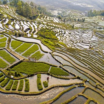 In het voorjaar planten de boeren rijst op hun traditionele terrasvelden in Laohuzui waar nog buffels worden gebruikt om de ploeg te trekken Industriele landbouw is in opkomst in China maar kleine boeren spelen nog steeds een belangrijke rol