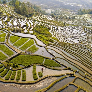 Toenemende consumptie in China verandert wereldwijd de landbouw In het voorjaar planten de boeren rijst op hun traditionele terrasvelden in Laohuzui waar nog buffels worden gebruikt om de ploeg te trekken Industriele landbouw is in opkomst in China maar kleine boeren spelen nog steeds een belangrijke rol