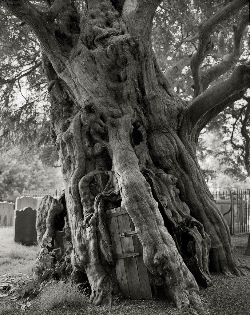 Taxus van Crowhurst De taxus van Crowhurst Taxus baccata in Surrey EngelandTussen de grafzerken in een kerkhof in Crowhurst staat een eeuwenoude taxus met een omvang van ruim 9 meter De boom is naar schatting ouder dan 1500 jaar Toen de dorpsbewoners de stam uitholden in 1820 vonden ze er een kanonskogel een overblijfsel uit de Engelse brugeroorlog De boerderij tegenover de kerk is waarschijnlijk het beoogde doel geweest vanwege de onwrikbare royalistische overtuigingen van de bewoner
