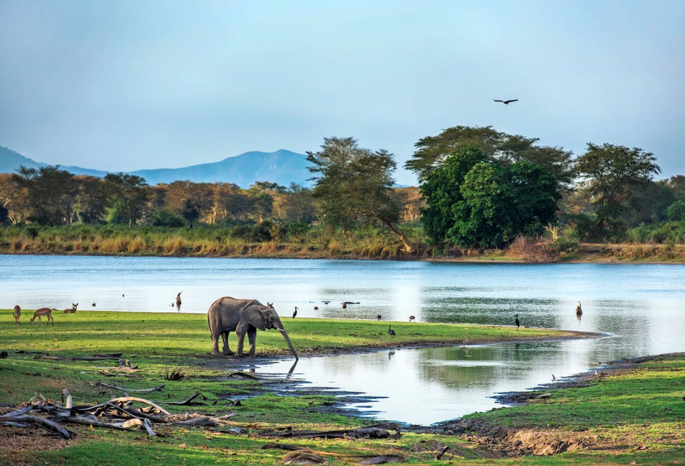 De Shire een rivier in nationaal park Liwonde in zuidelijk Malawi is een paradijs voor talloze diersoorten met de olifant als hoofdrolspeler
