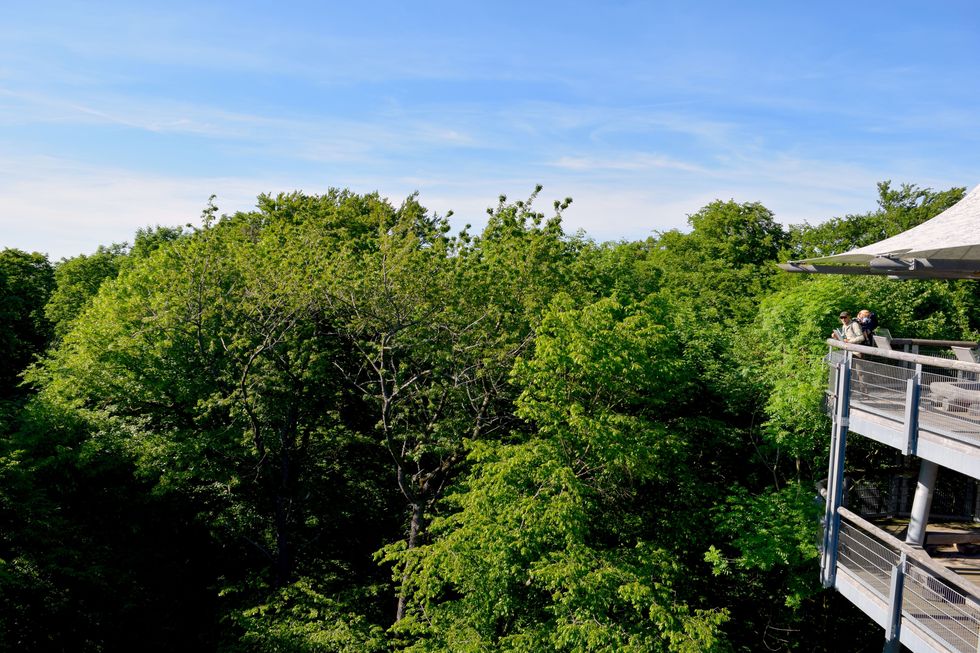 Een van de vele uitkijkpunten langs het boomkroonpad in nationaal park Hainich