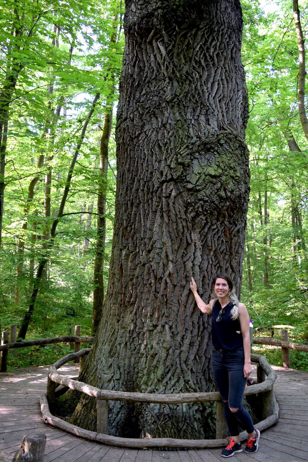 Deze eik is de dikste boom in nationaal park Hainich Grappig feit de buitenste rand van het platform geeft de omvang van de dikste boom in Duitsland aan Ruim buiten het platform staan houten paaltjes in een cirkel naar de omvang van de dikste boom ter wereld