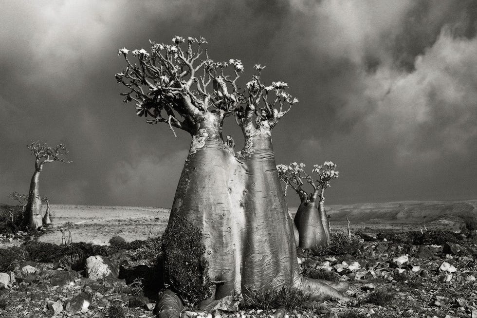 Woestijnroos Adenium obesum in Socotra YemenSocotras flessenbomen zijn de meest bijzondere bezienswaardigheden in het buitenaardse landschap Leerachtig en bolvormig lijken ze net kleine baobabs met opgezwollen stammen en dikke knolvormige wortels die weinig grond nodig lijken te hebben als ze de harde rotsen induiken Hun bloesem leverde ze hun potische naam op woestijnroos