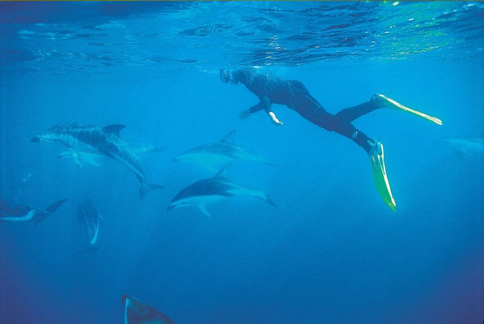 Met een beetje geluk kan je in Kaikoura met honderden tot duizenden wilde dolfijnen zwemmen
