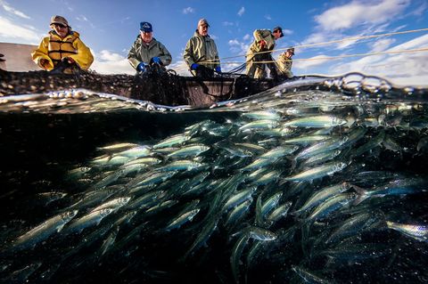 In de Belle Isle Strait bij Raleigh op het Canadese Newfoundland haalt een groep vissers een fuik met haring op