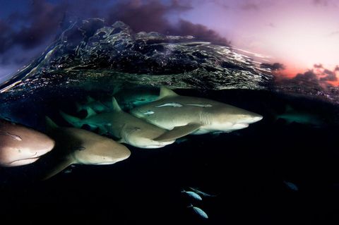 In het avondschemer breken kristalheldere golven boven een groep citroenhaaien voor de kust van de Bahamas In de wateren van de archipel is de vangst verkoop import en export van haaien verboden wat het gebied tot een toevluchtsoord voor deze dieren maakt