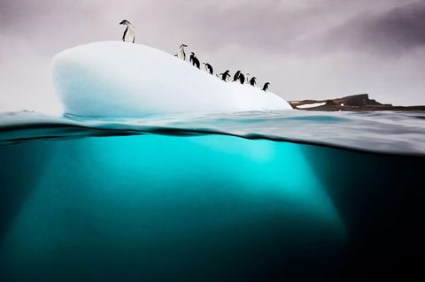 Voor de kust van Danco Island bij Antarctica rust een groep stormband en ezelspinguns uit op een kleine ijsschots of bergy bit De pinguns keken argwanend toe toen de fotograaf al snorkelend rond hun bevroren eilandje zwom