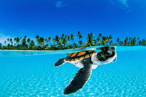 Voor de kust van Nengo Nengo in FransPolynesi zwemt een pas uit het ei gekropen soepschildpadje richting de relatieve veiligheid van de open oceaan