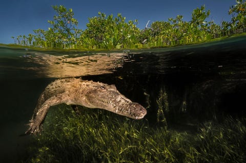 In het Parque Nacional Jardines de la Reina aan de kust van Cuba is een spitssnuitkrokodil op patrouille in een mangrovegeul Het zeereservaat omvat een archipel van kleine eilandjes koraalriffen en mangrovebossen die gezonde populaties van grote roofdieren en vissen onderhouden