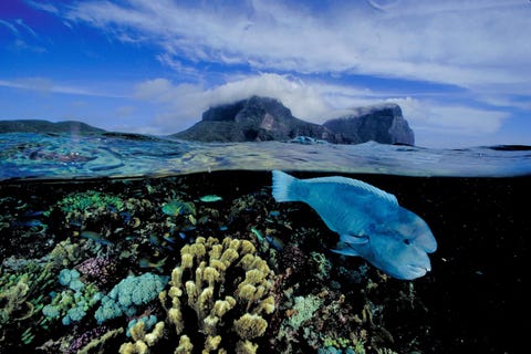 Afgesleten vulkanische bergen rijzen in de verte op achter een inheemse lipvis Coris bulbifrons die boven het zuidelijkste koraalrif ter wereld zwemt Het rif rond het Australische Lord Howe Island in de Tasmanzee is een UnescoWereldnatuurerfgoed