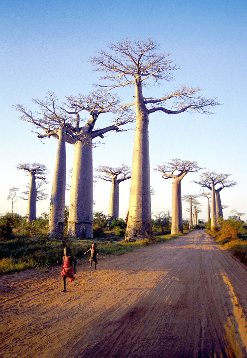Een wandeling over de Alle des Baobabs in Madagaskar leidt langs meer dan 800jaar oude bomen