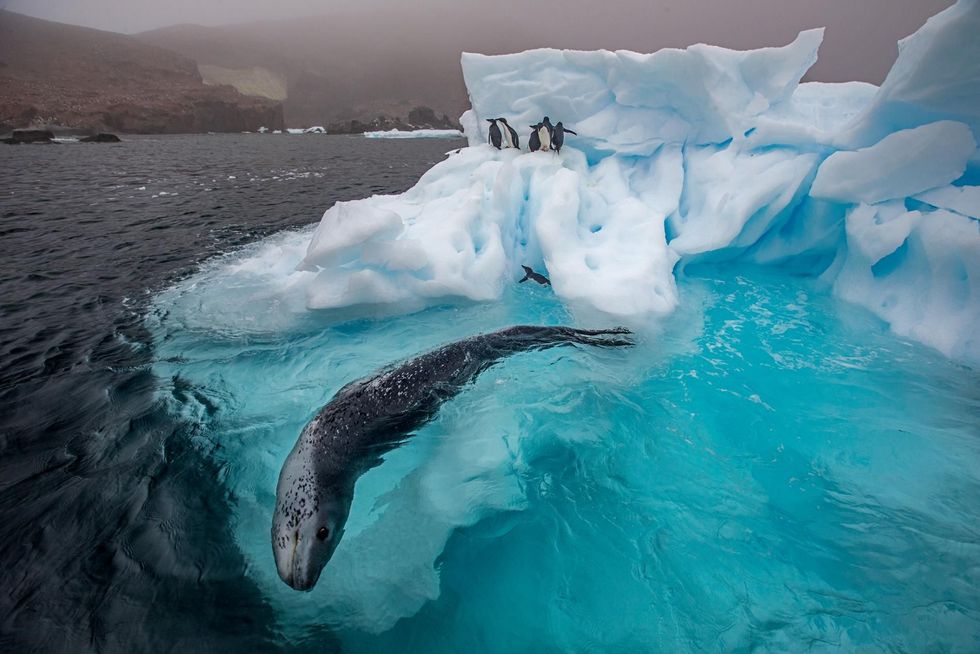 Een Adliepinguin trekt zich haastig terug naar een kleine ijsberg terwijl een zeeluipaard nog een keer rondcirkelt