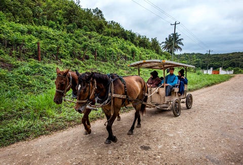 Een opvallende verschijning in het straatbeeld van Belize Mennonieten die zich vervoeren met paard en wagen De Mennonieten zijn een kleine Duitstalige orthodoxchristelijke minderheid die in Belize de landbouw controleert en zo een groot stempel drukt op de economie De mannen dragen een hoed boven hun tuinbroek en overhemd de vrouwen gaan gekleed in een lange rok De minder conservatieven maken wel degelijk gebruik van autos en tractoren Vanwege hun goed arbeidsethos wordt de gemeenschap door de rest van de bevolking zeer gewaardeerd