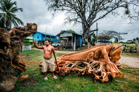 Houtsnijkunstenaar Eduardo Aerrera toont zijn nieuwste creatie langs de Western Highway bij het plaatsje Unitedville Het dier is een leguaan in Belize ook wel bekend als de jungle chicken Aerrera werkt vooral met kapokhout De kapokboom Ceiba pentandra was de levensboom van de Mayas Hout was de voornaamste reden voor de interesse van de Britten die het gebied in de 17de eeuw koloniseerden