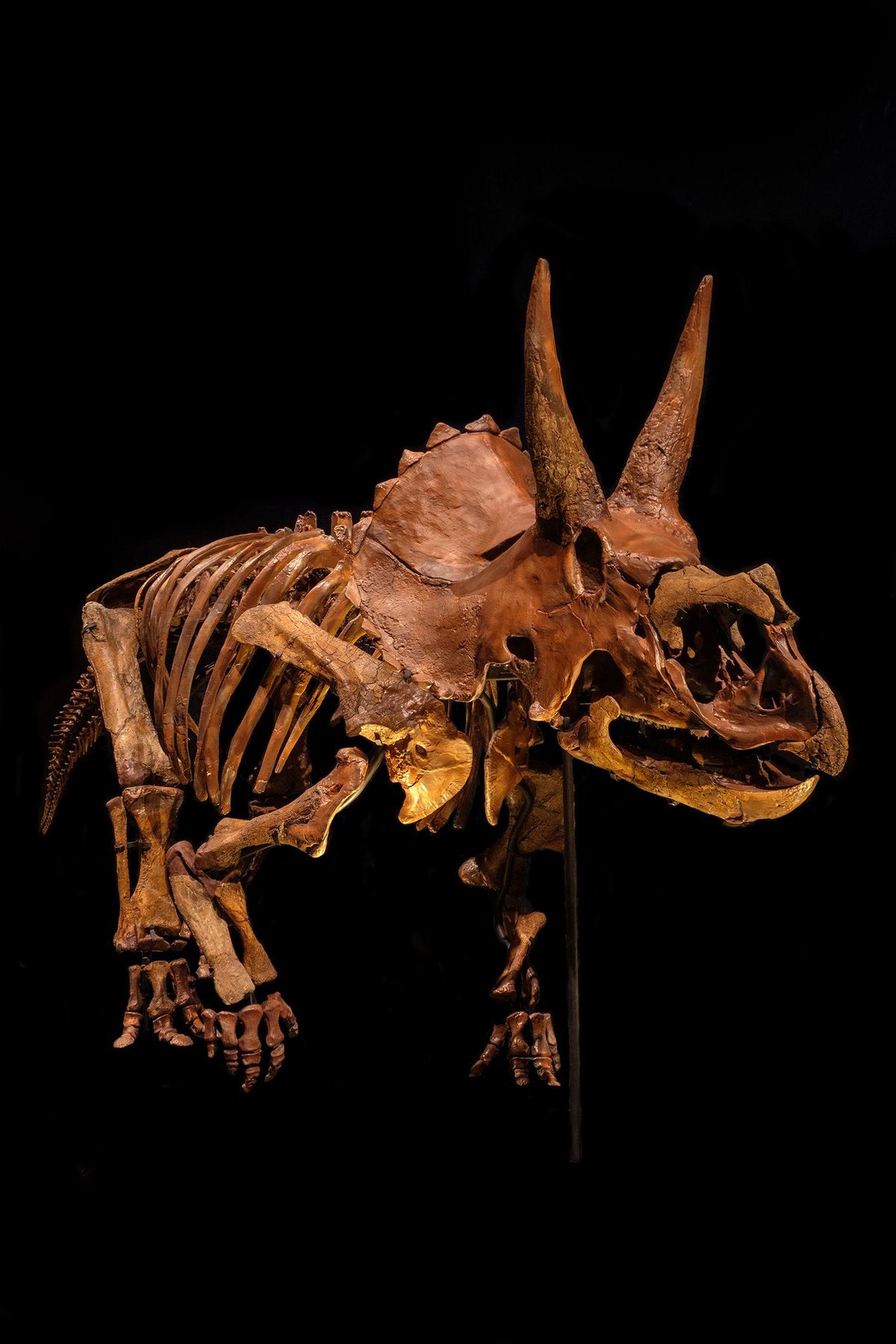 De nieuwe aanwinst triceratops Dirk zal naar verwachting bijdragen aan de toenemende bezoekersaantallen van het museum van Naturalis Biodiversity Center