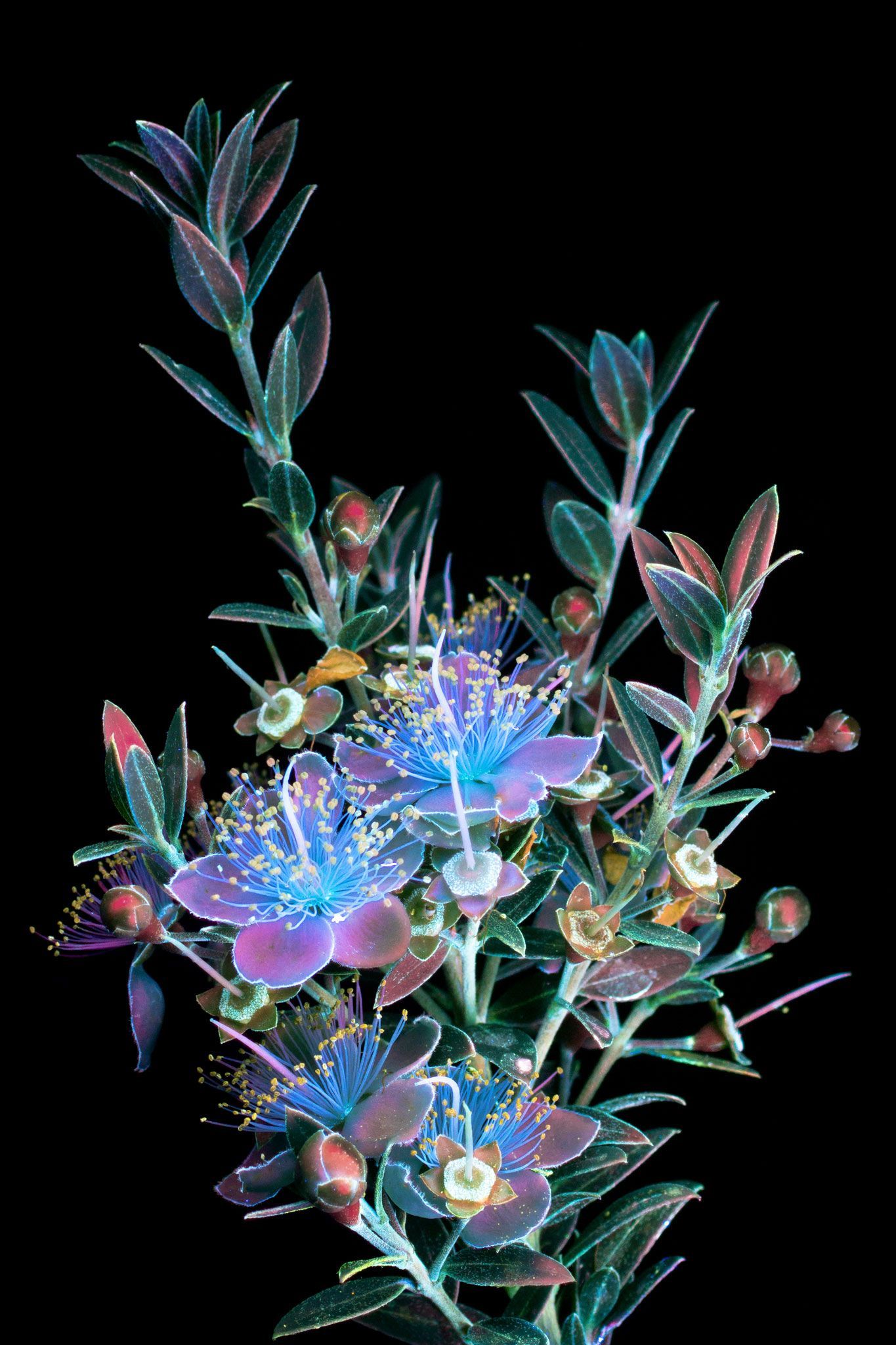 mirte myrtus communis gefotografeerd in uv licht