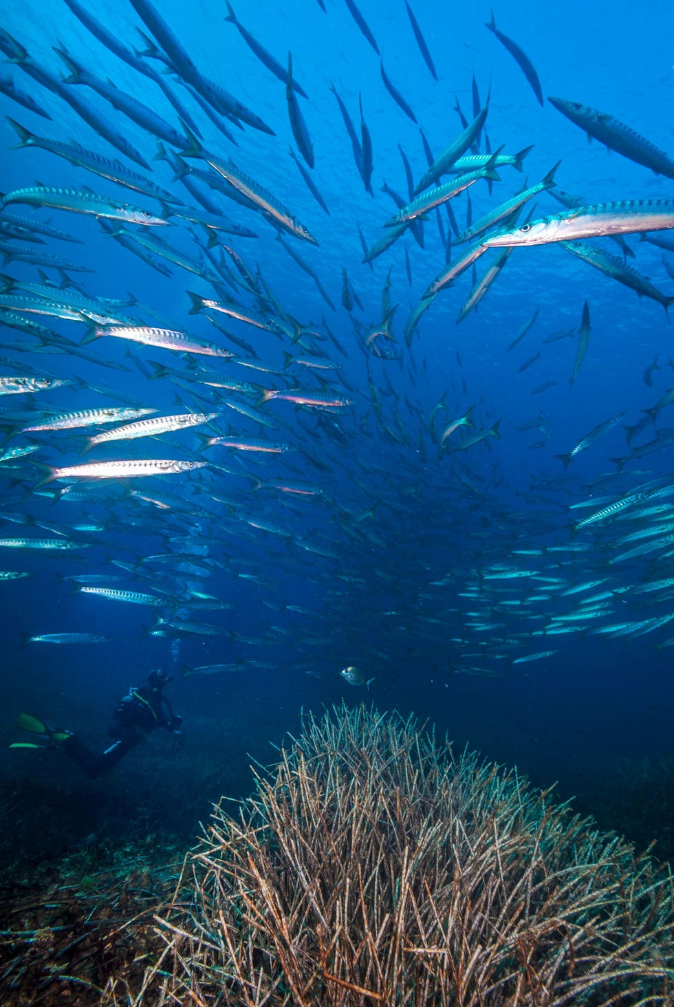 Een school barracudas zweeft boven het zeegras Posidonia oceanica