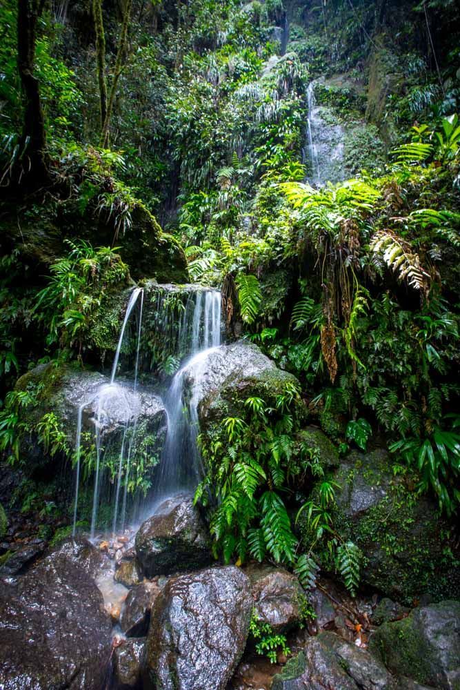 Dominica bestaat voor een groot deel uit tropisch regenwoud Vooral het binnenland is dichtbegroeid