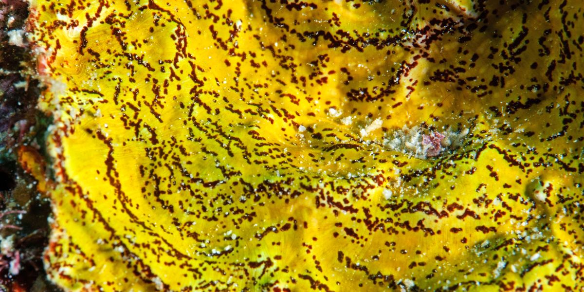Gele spons Suberea sp met algen erop