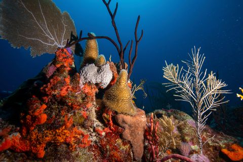 Harde en zachte koralen en sponzen leven naast en op elkaar op het rif