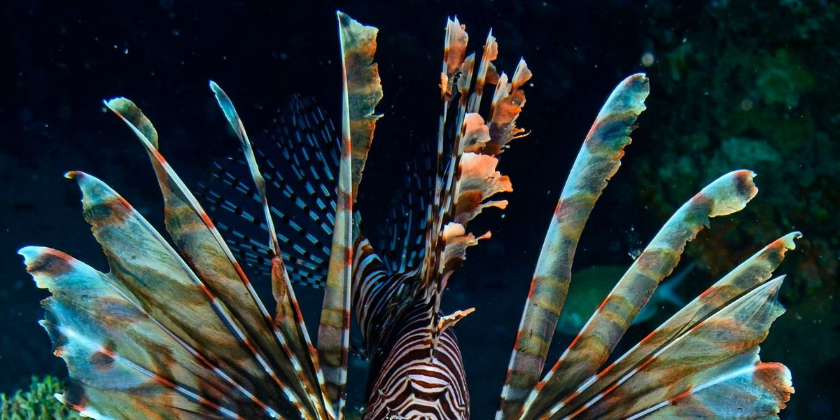 De koraalduivel is een prachtige maar invasieve soort die veel schade berokkent aan de visstand op het rif