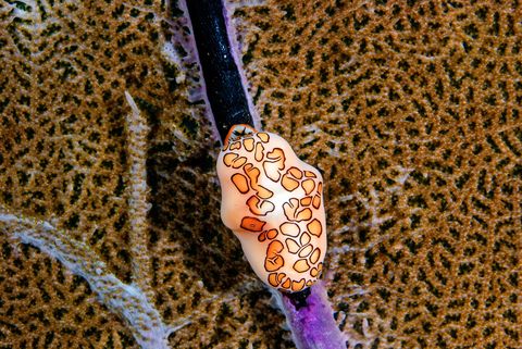 De slak Cyphoma gibbosum is een algemene verschijning op het rif Hij schraapt poliepen van zachte koralen De vlekken zitten niet op zijn huisje maar op zijn mantel die eromheen gevouwen is