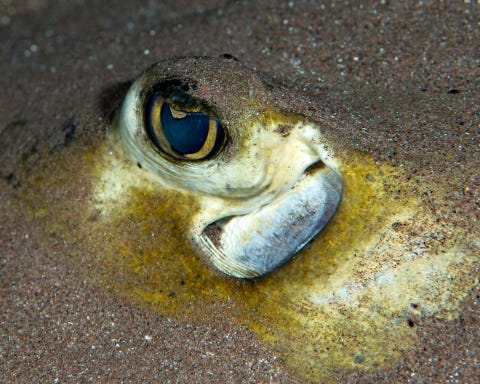 Verscholen in het zand staart het oog van een Amerikaanse pijlstaartrog Hypanus americanus de fotograaf aan