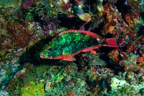 De roodbandpapegaaivis knabbelt algen van koralen